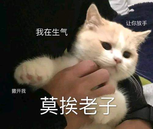 猫谈恋爱莫挨老子的图片 莫挨老子表情包