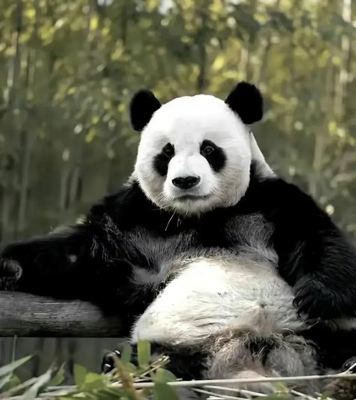 我理想中找老公就要找乐宝这样的:  1,外貌英俊