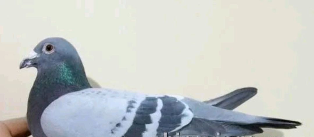 中国鸽王邓文敏二