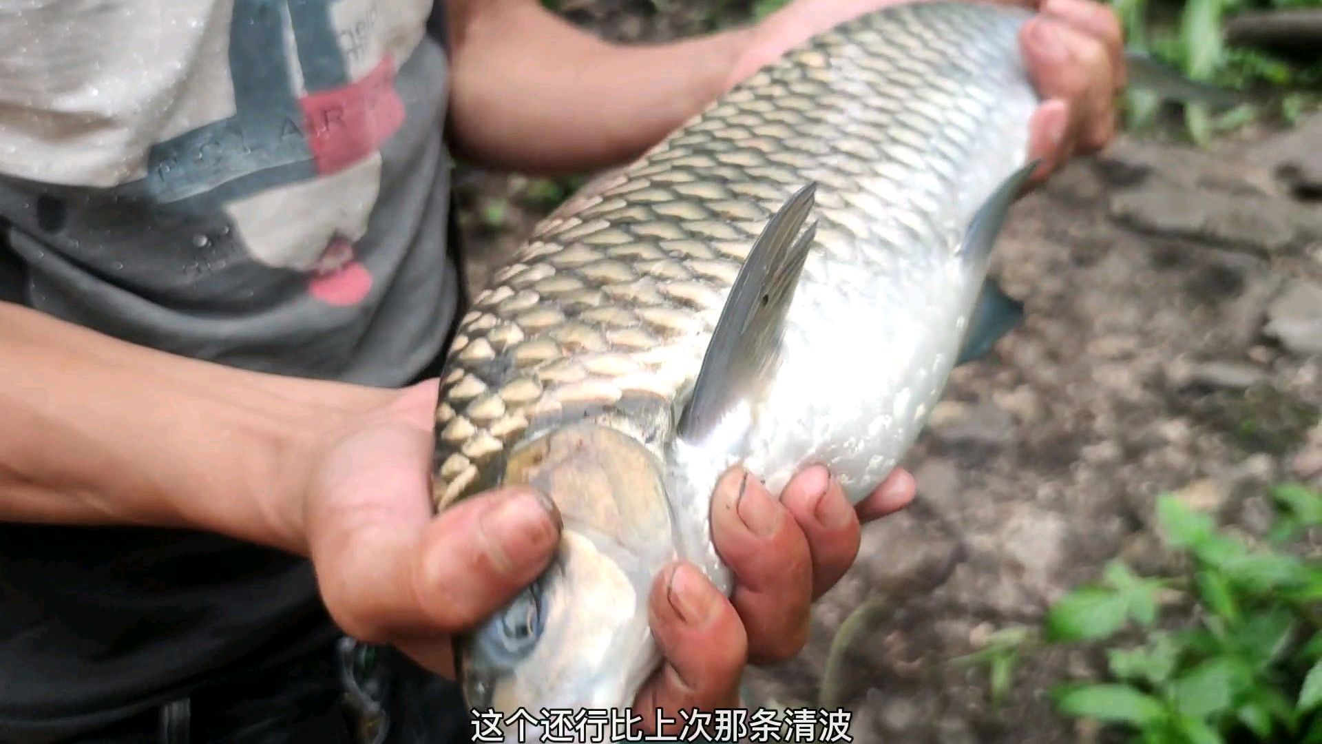 荒野垂钓210天 第96天 还没去大干一场就终结空军记录 又中这种鱼