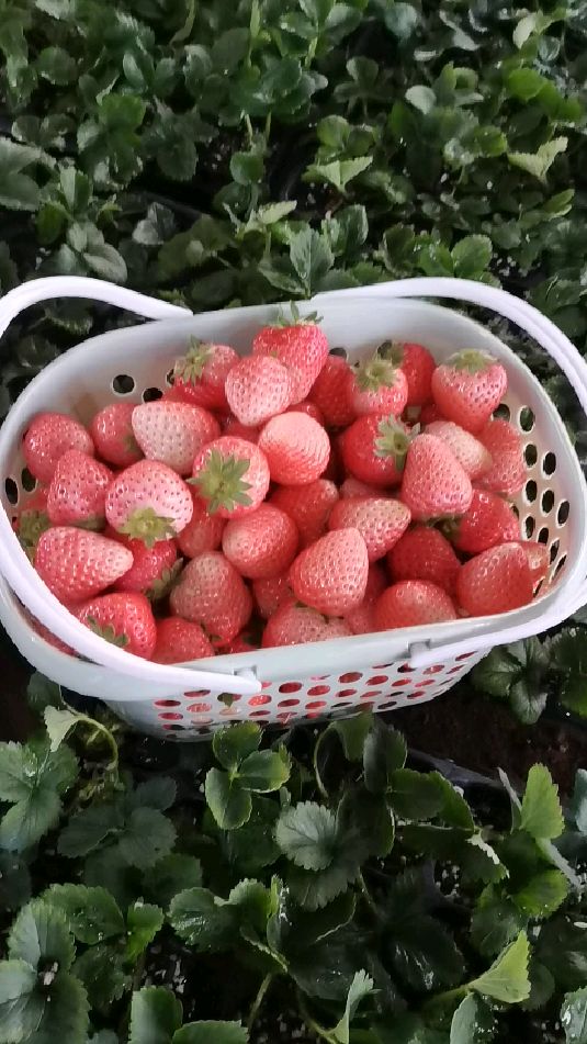粉玉草莓苗,粉玉草莓苗基地,集口感,颜值于一身的优质草莓品种-度小视
