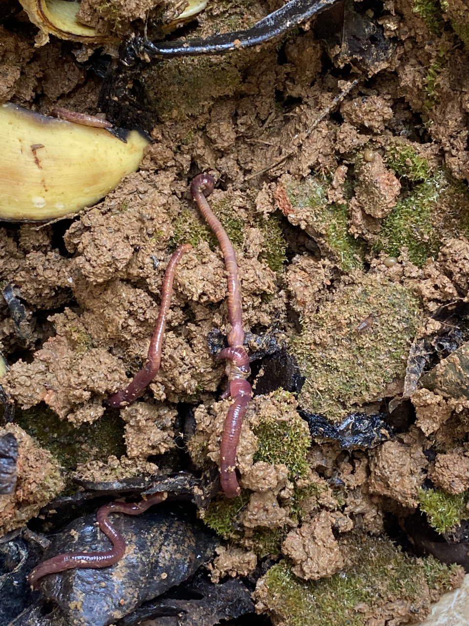 养了三个月的蚯蚓,繁殖很快,翻开随处可见,超好养活,腐食即可
