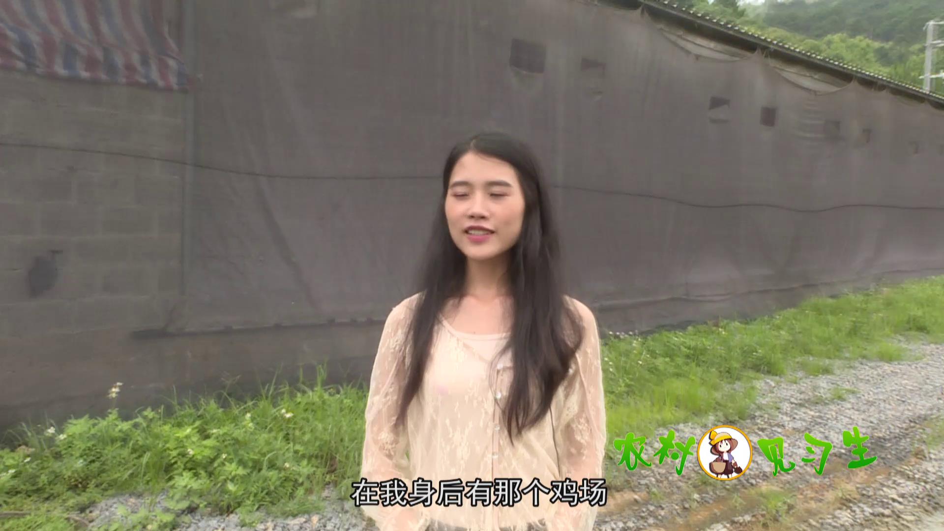 村里引进了美国鸡,堪称母鸡中的战斗鸡,产蛋率竟高达90%以上