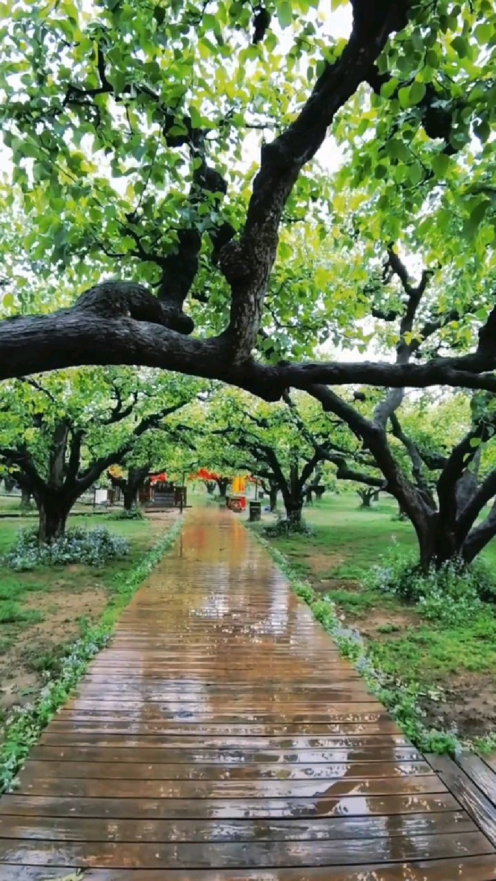 风景绚丽 大美砀山-四季如画-度小视