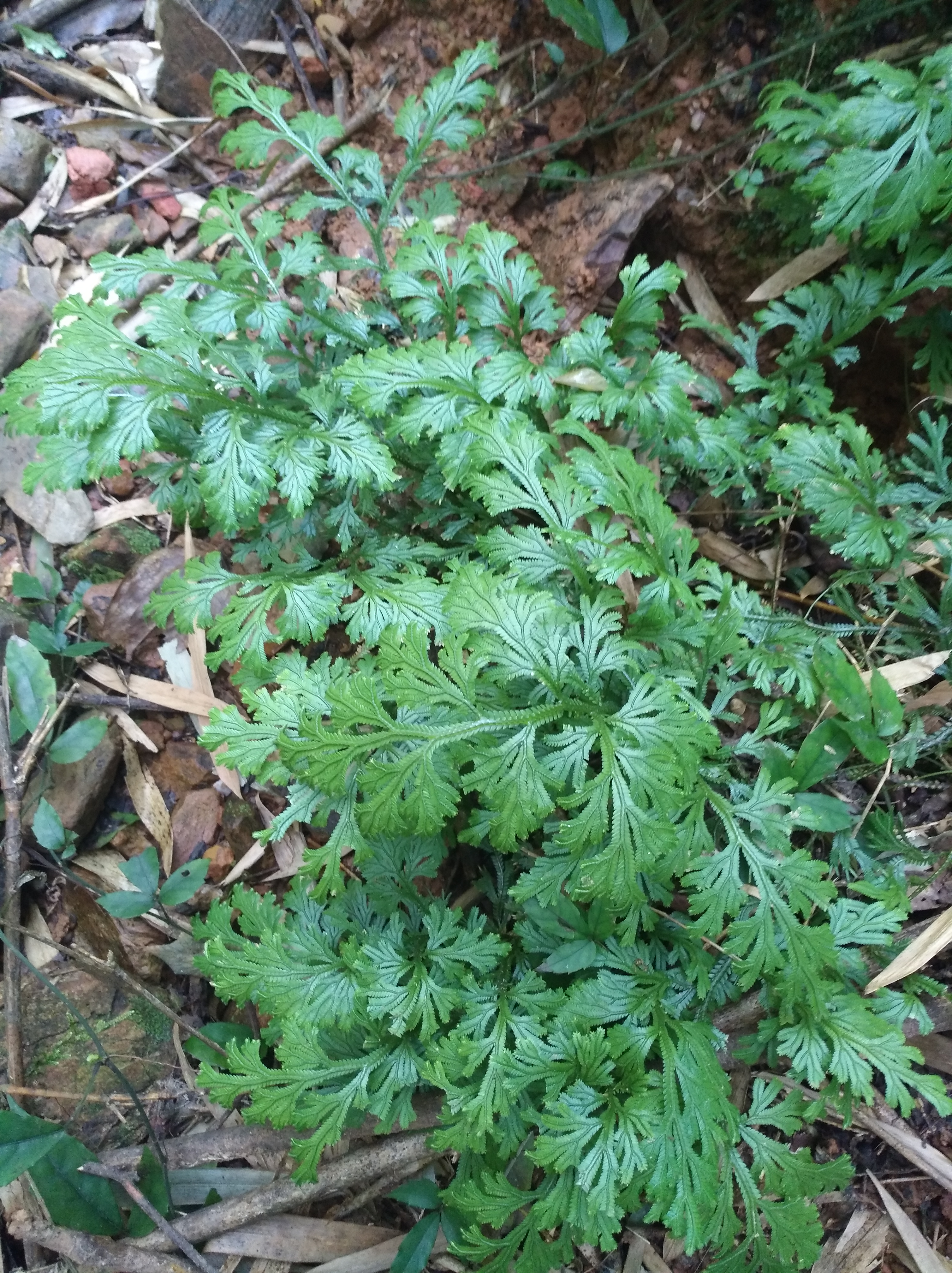 野生石上柏,又称龙鳞草,雷公清,可以药用或者观赏