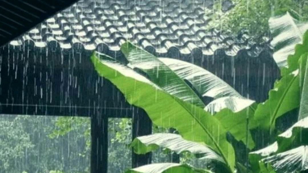 芭蕉夜雨图片欣赏图片