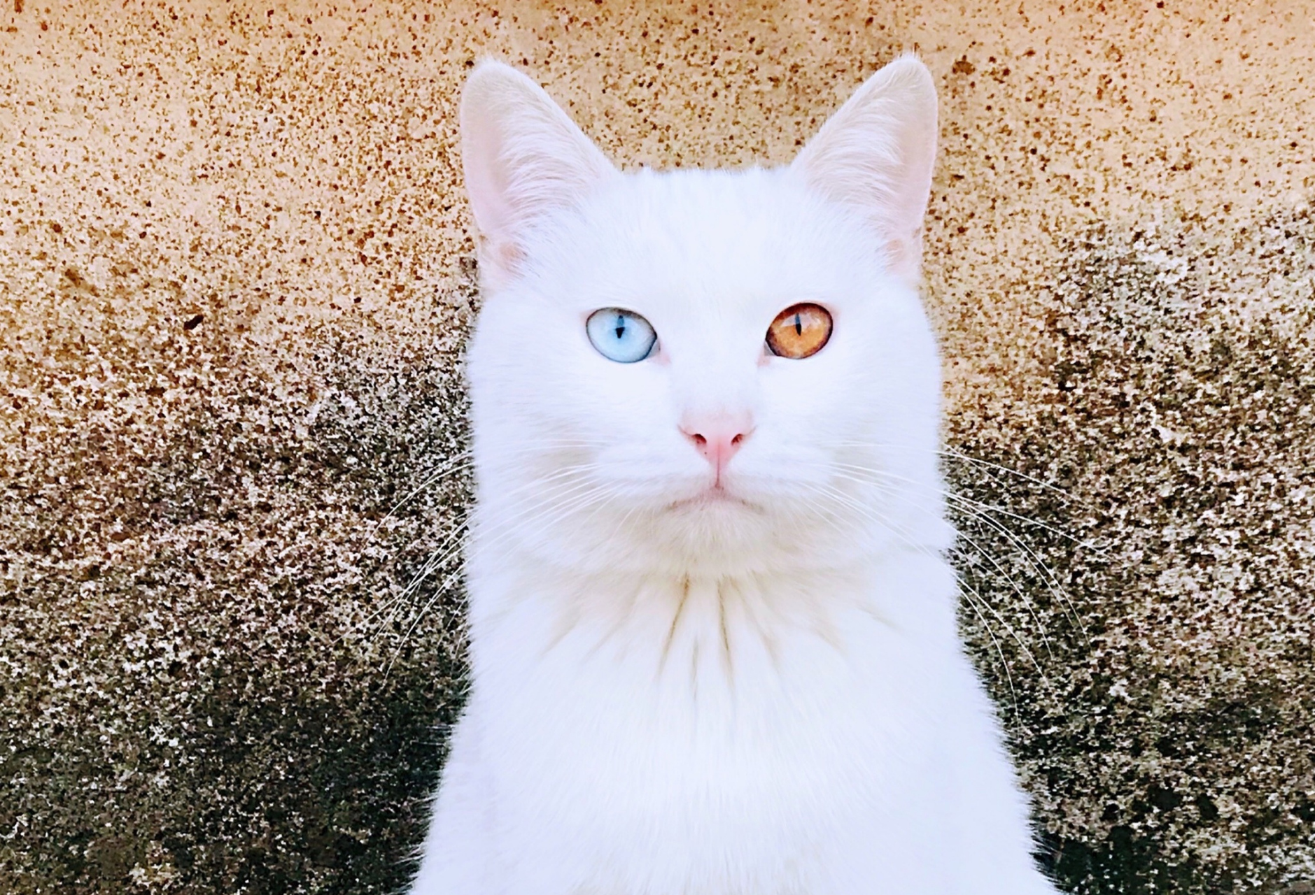 异瞳猫咪,或许是动物世界中的精灵 