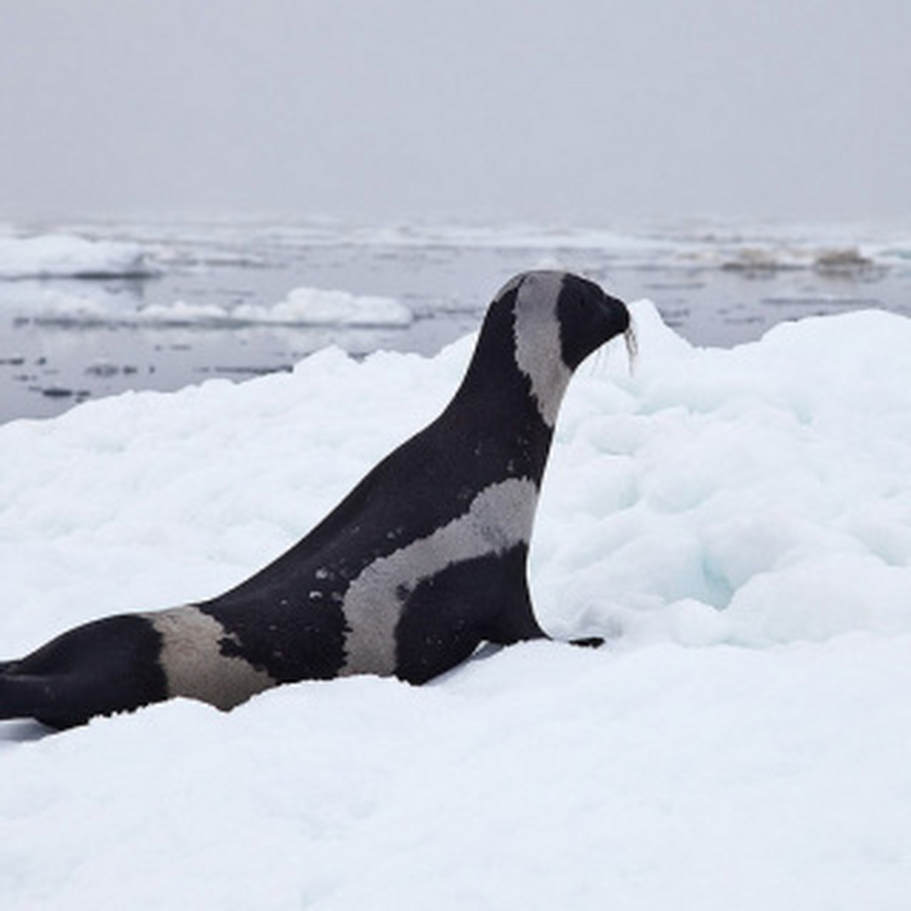 这是带纹海豹,身体呈圆柱形,成年海豹深色皮毛上有4条白色斑纹,形成
