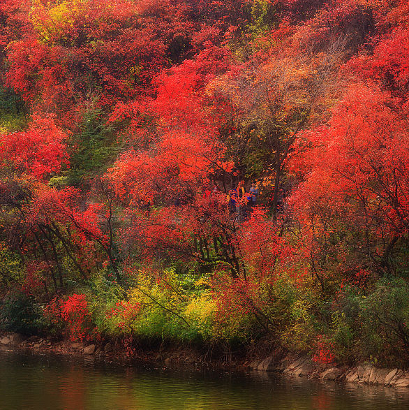 济南红叶谷:秋天的绚丽多彩,红遍山野