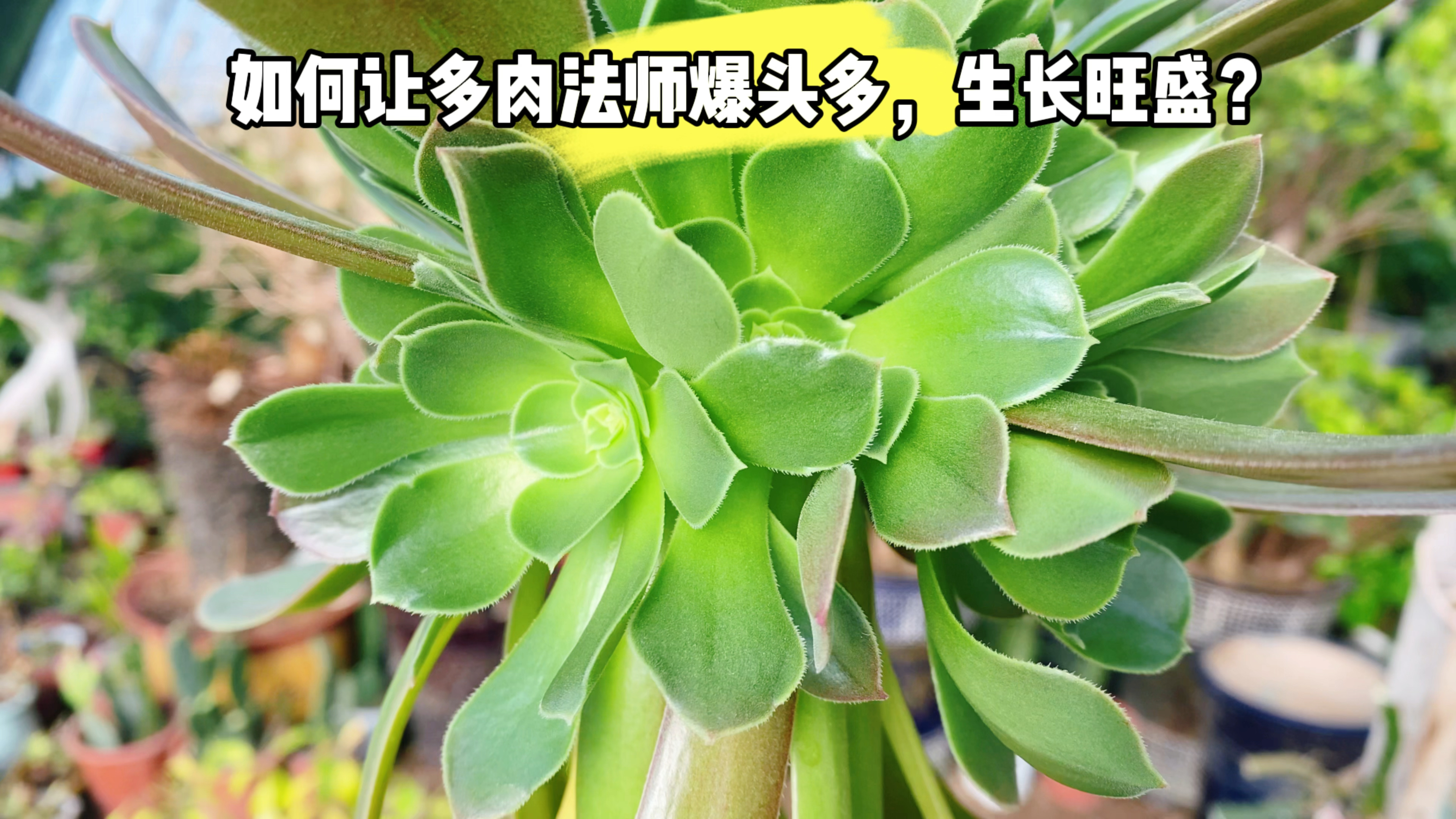 多肉法师这样养护,爆头多!