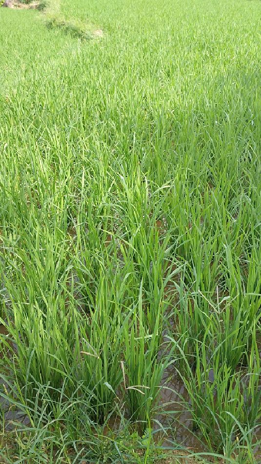 绿油油的禾苗景色美