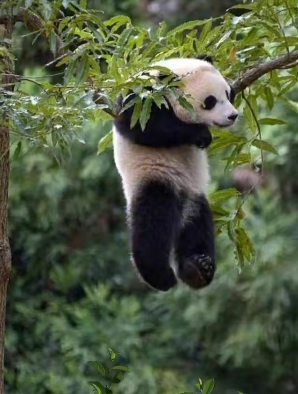 [捂脸]#大熊猫的可爱日常# #大熊猫