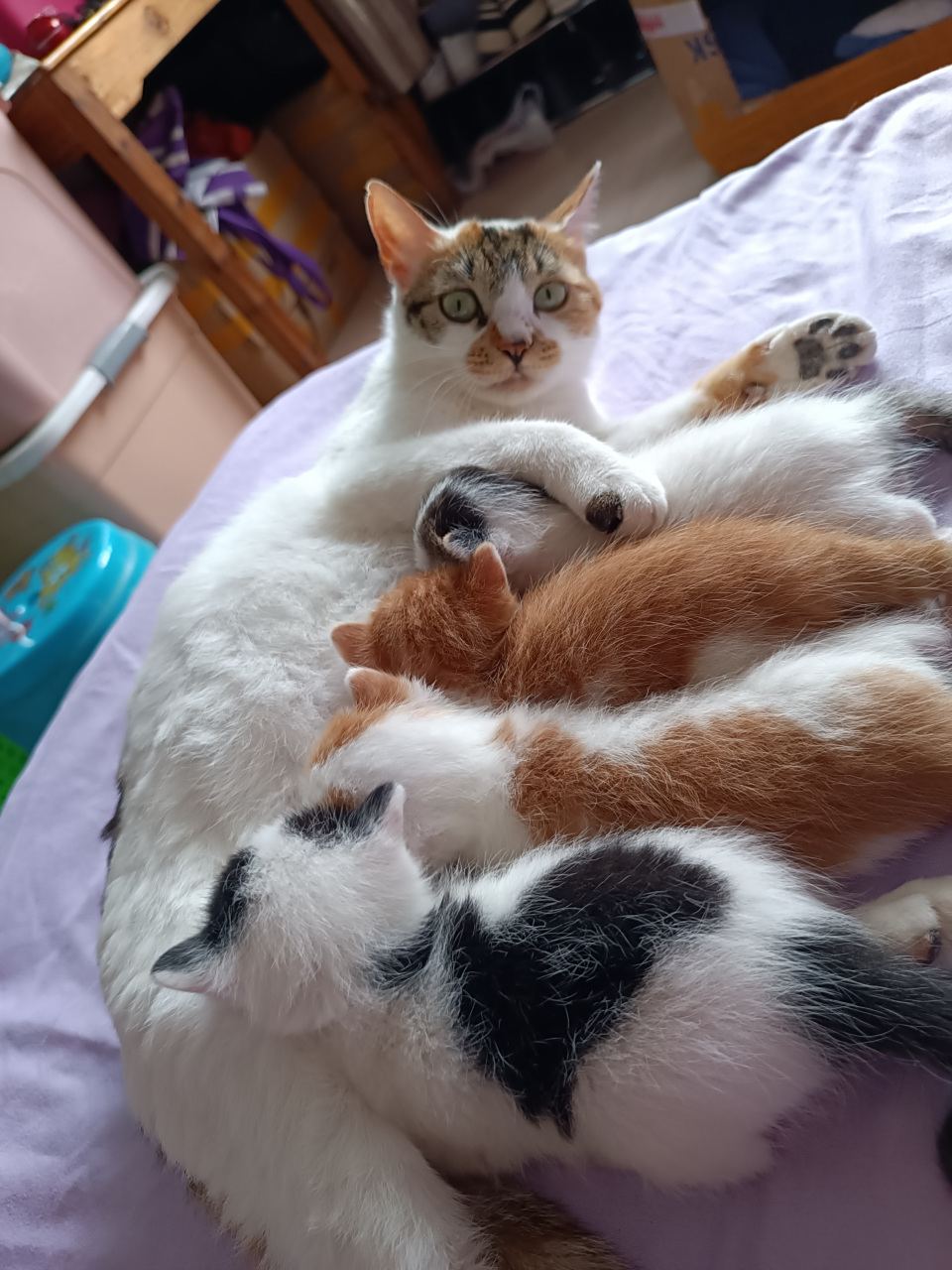 一窝小猫仔,可爱吧?