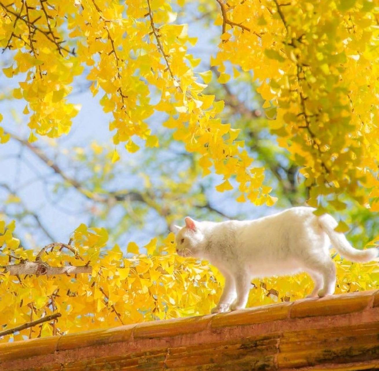 女人如猫,随心所遇,喵喵喵~可以孤芳自赏,亦可粘人撒娇,还能调皮捣蛋