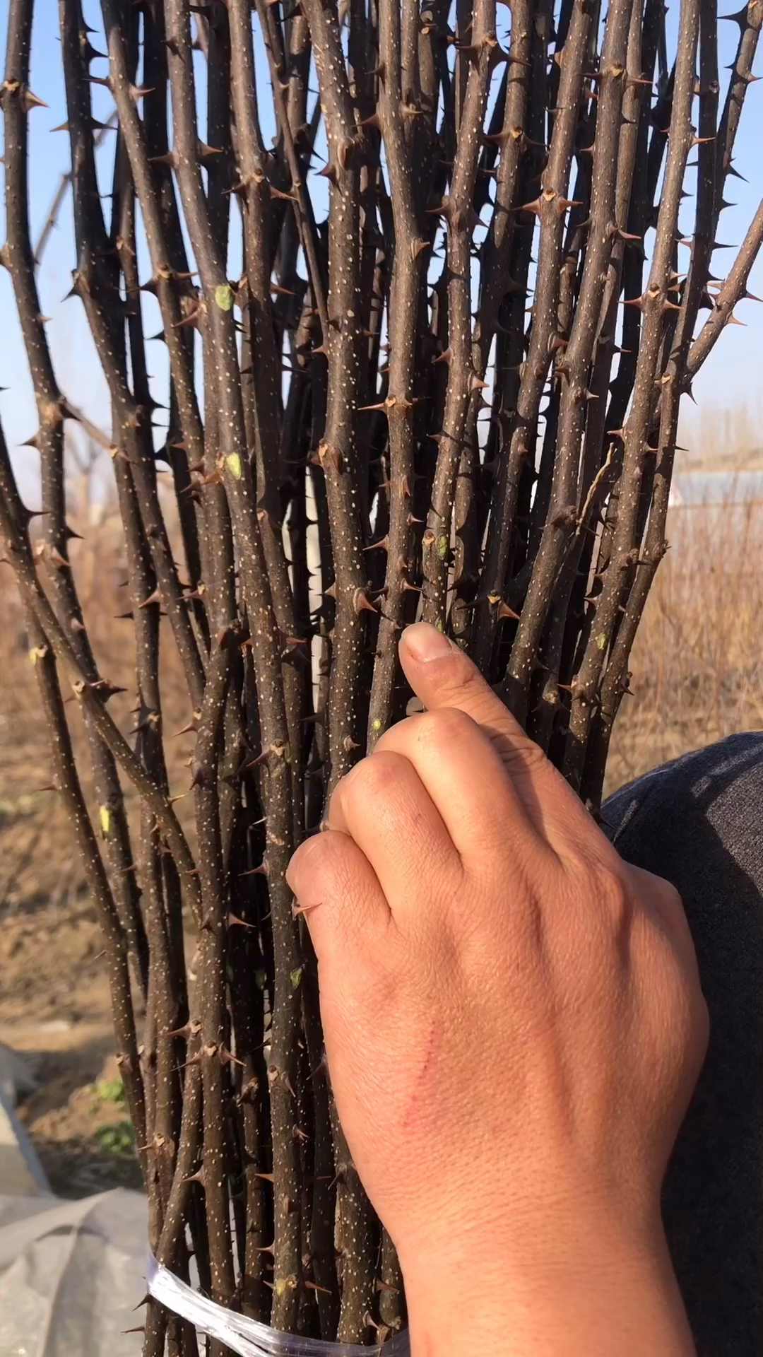 带刺圈地植物你用过吗?防护效果非常明显!
