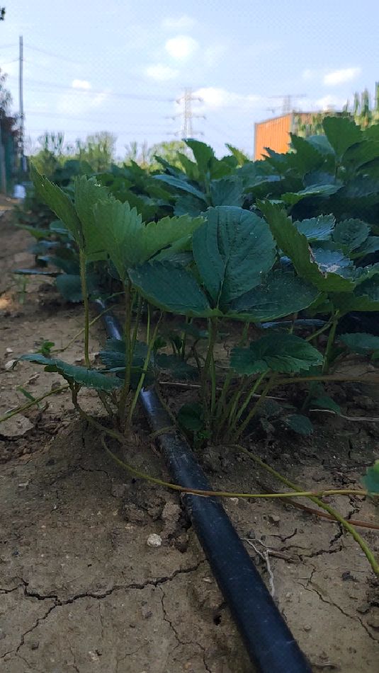 天使八号草莓苗