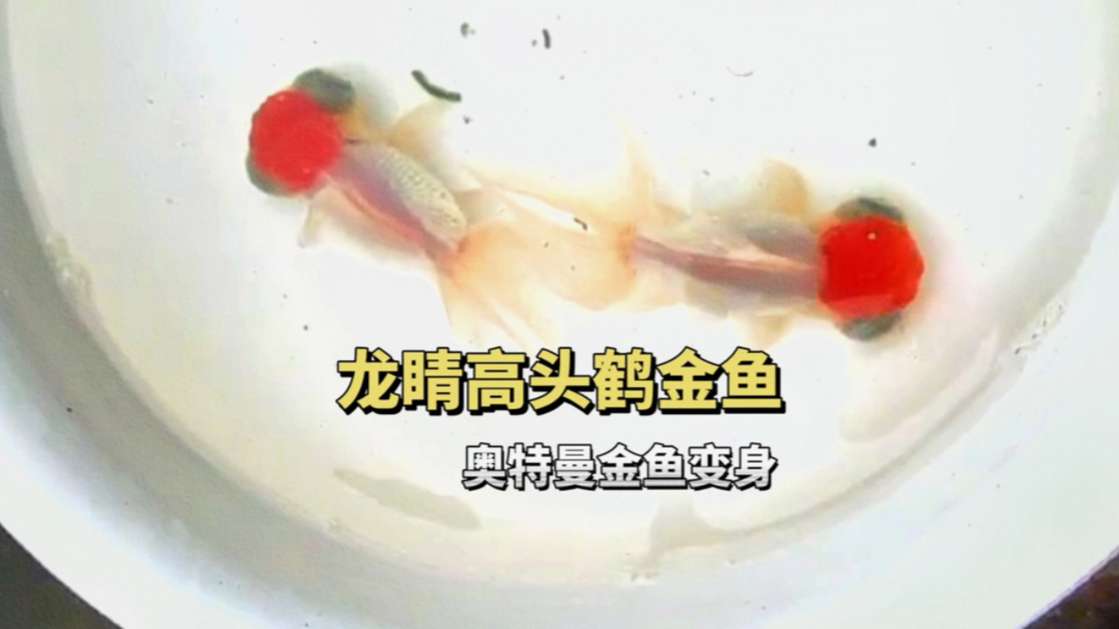 龙睛高头鹤金鱼,俗称奥特曼,稀有的国粹金鱼