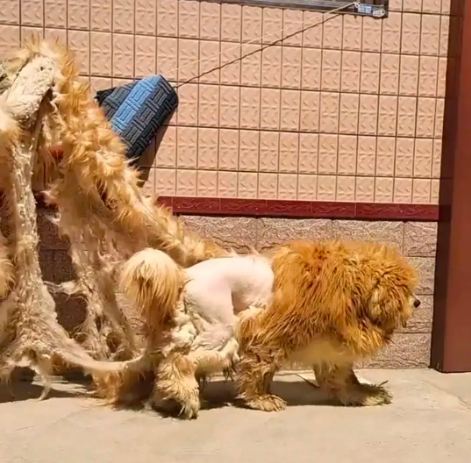 原来藏獒剃毛前后有如此大变化,剃毛前是金毛狮王,剃毛后是绵羊