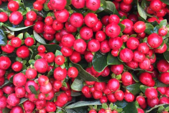 红色豆豆的花叫什么