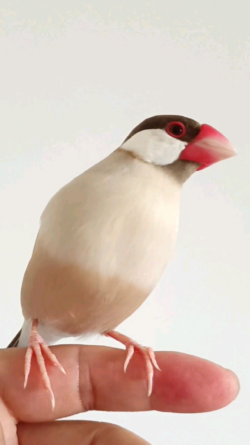 家有文鸟初长成,品相好,脾气大-度小视