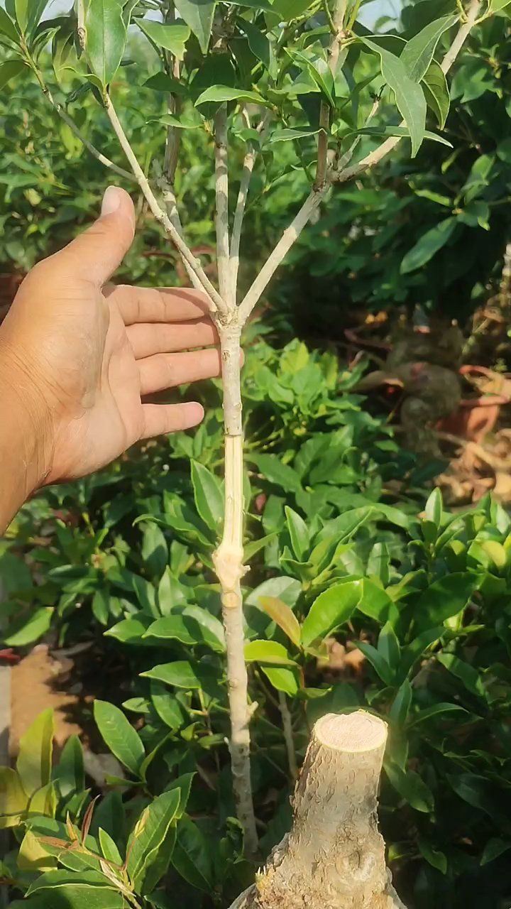 桂花靠接一步到位成活率高,简单实用