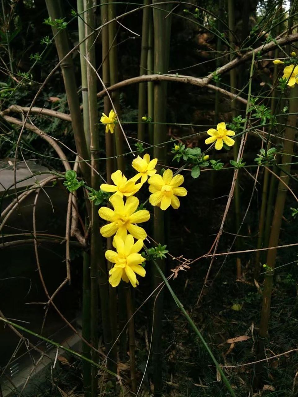 今日立春,来组应景的迎春花儿,小小的黄花随着枝条自由地下垂着,远远