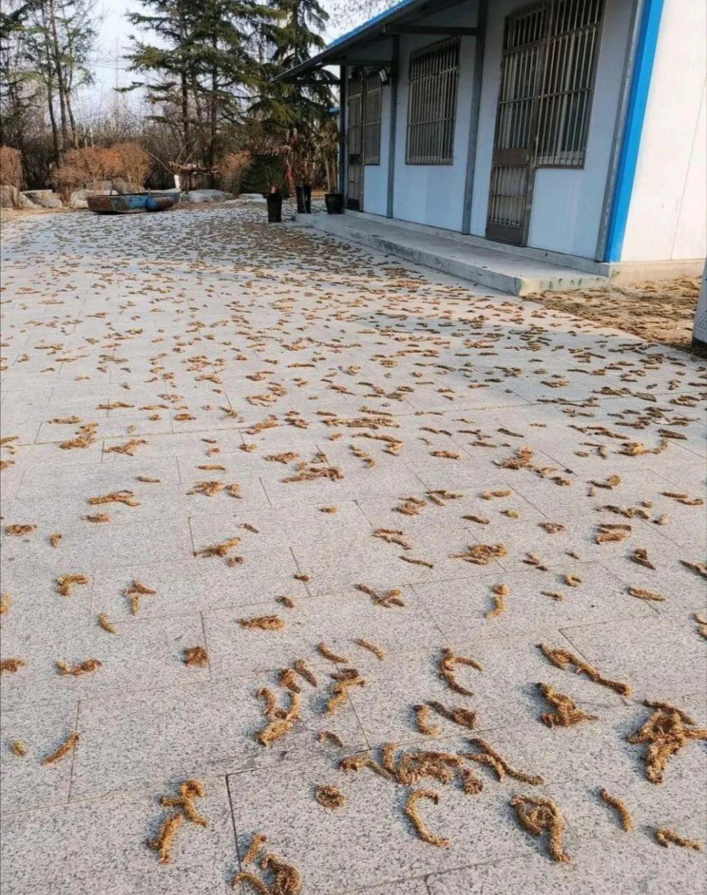 一地的毛毛虫,这也太吓人了吧?也不知道打点农药[衰]