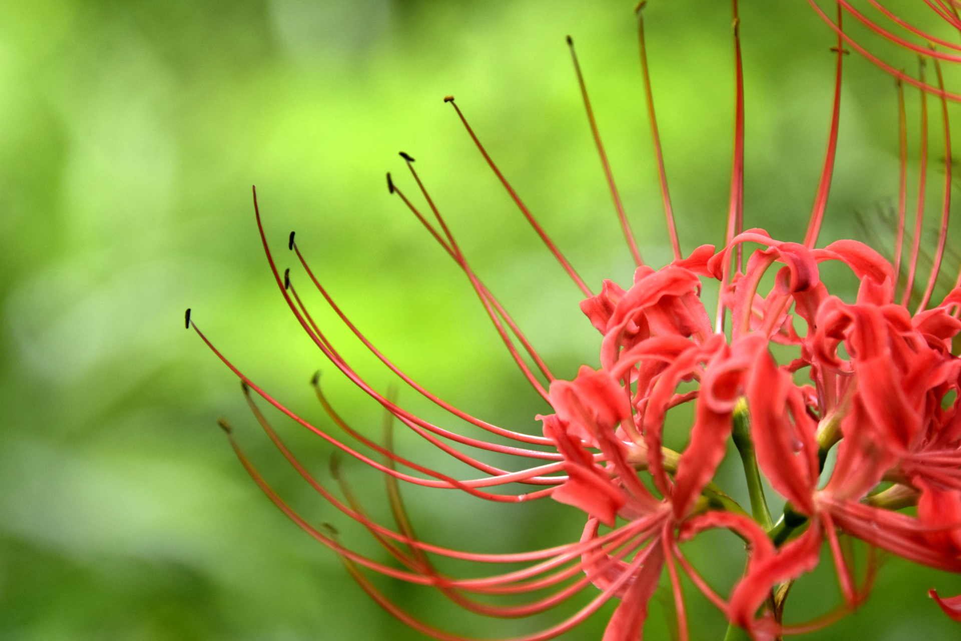 (原创实拍照片)成都升仙湖公园蜀祖路上的彼岸花也开了,这里有河岸