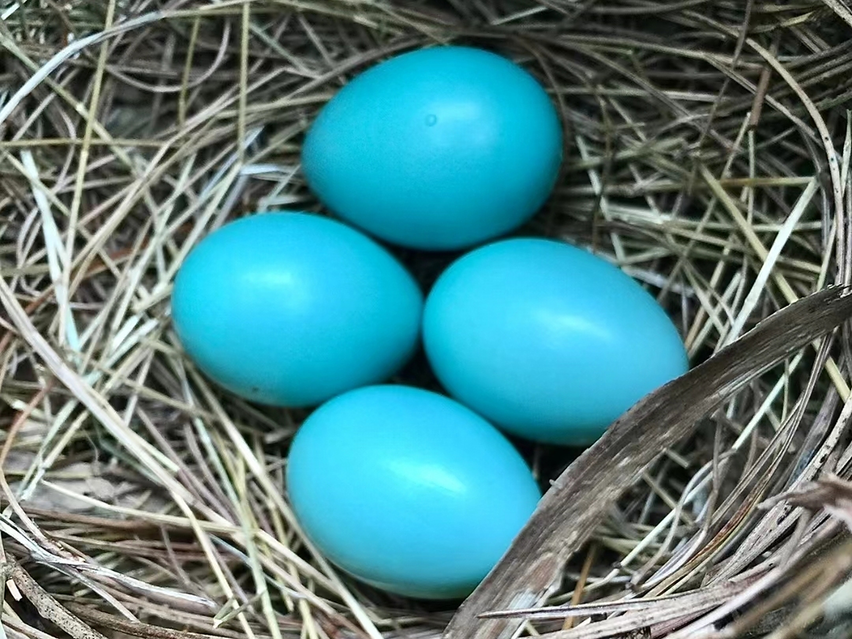 画眉鸟蛋,我感觉比蓝宝石还要珍贵#画眉鸟# #鸟