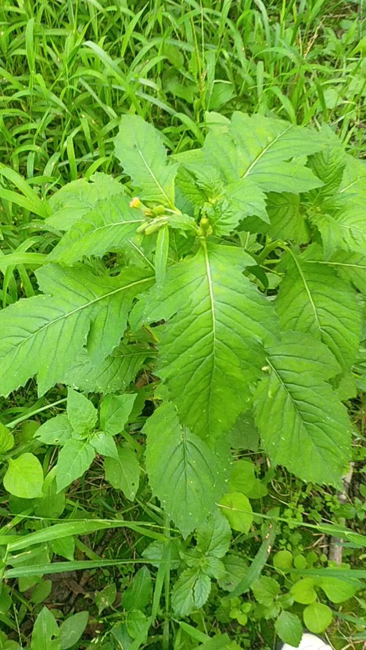 這是我們農田裡常見的一種雜草,名叫民國菜也叫野