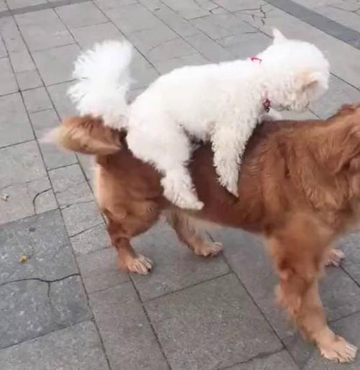 小泰迪想把金毛当坐骑,金毛超无语:大家都是狗,凭什么你骑我?