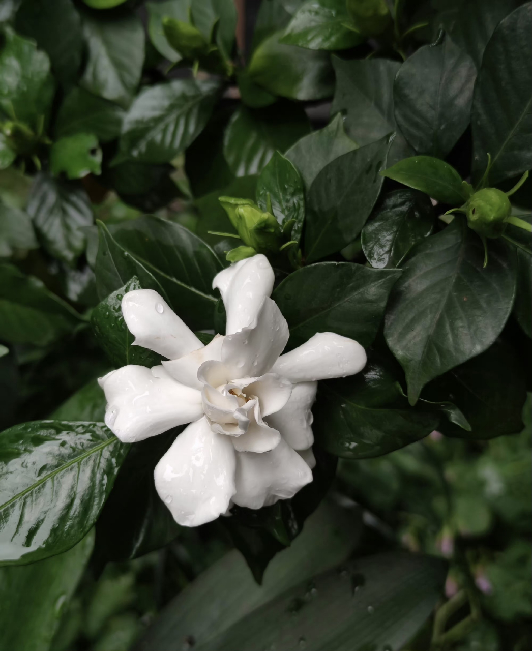 雨中栀子花 隔着屏幕都闻着清新