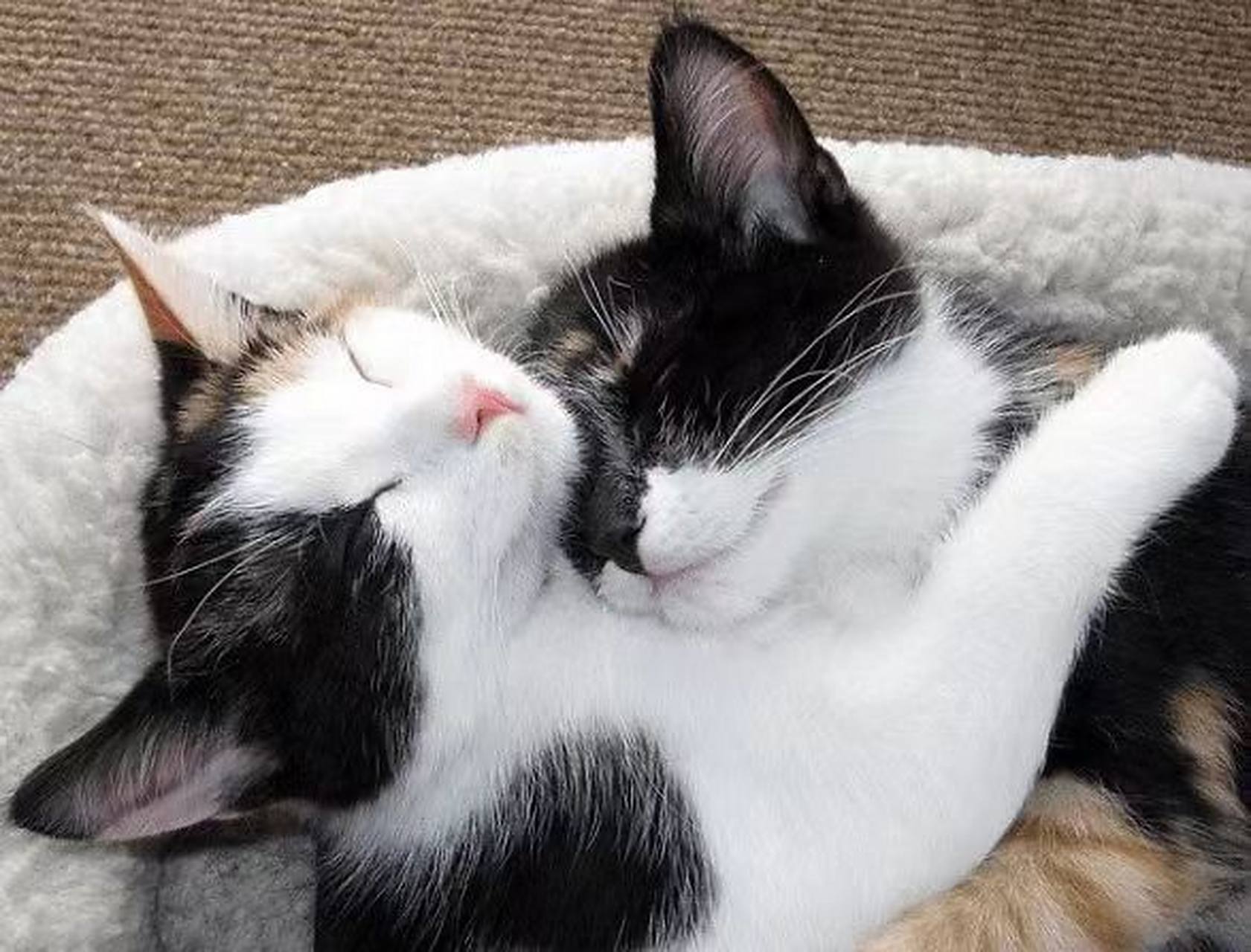 小猫也有爱,每一个拥抱都是小猫表达爱的方式,18个小猫与伙伴依偎在一