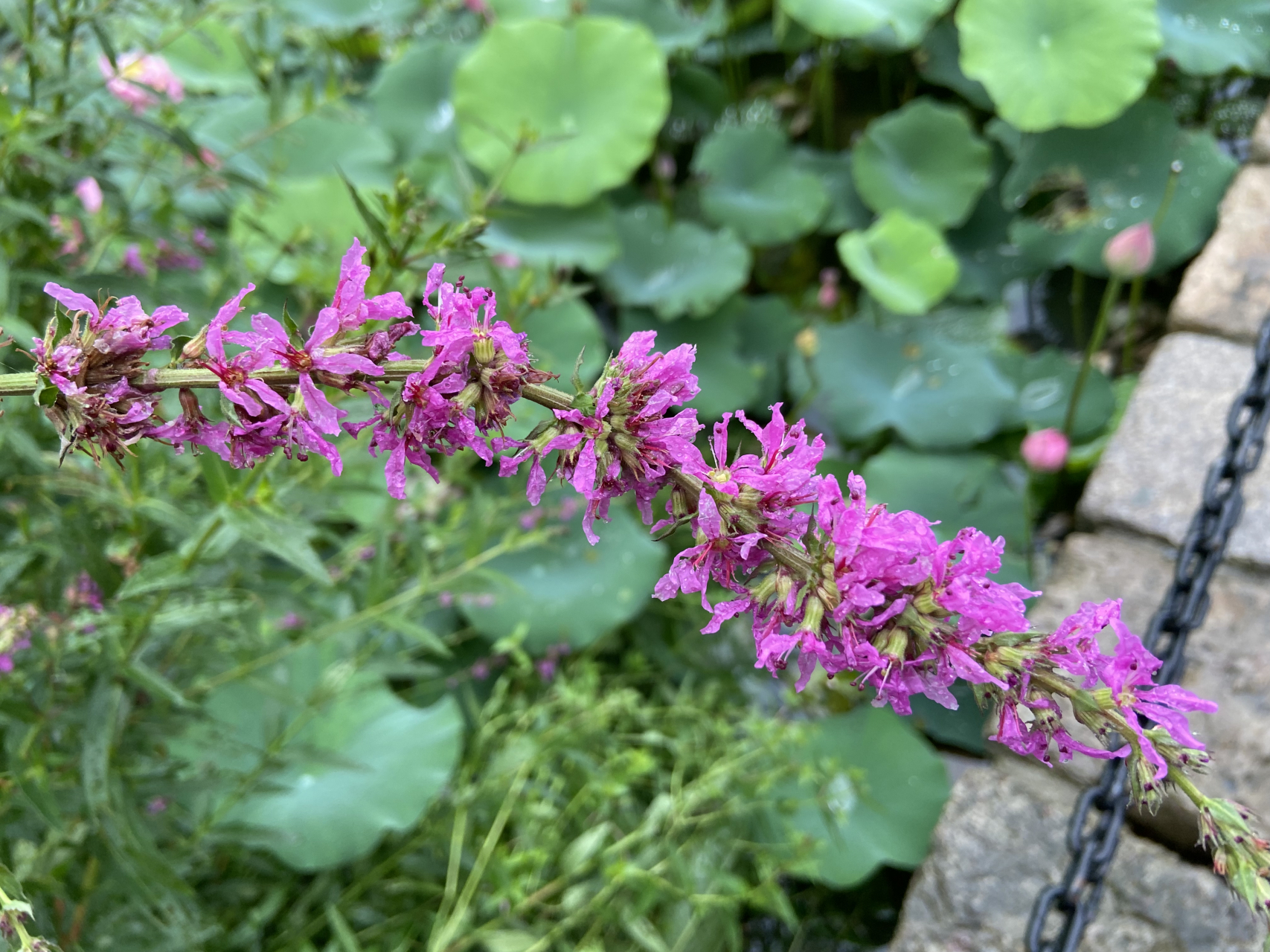 花序:长穗状聚伞花序. 颜色:粉紫. 生长:河岸边浅水处.