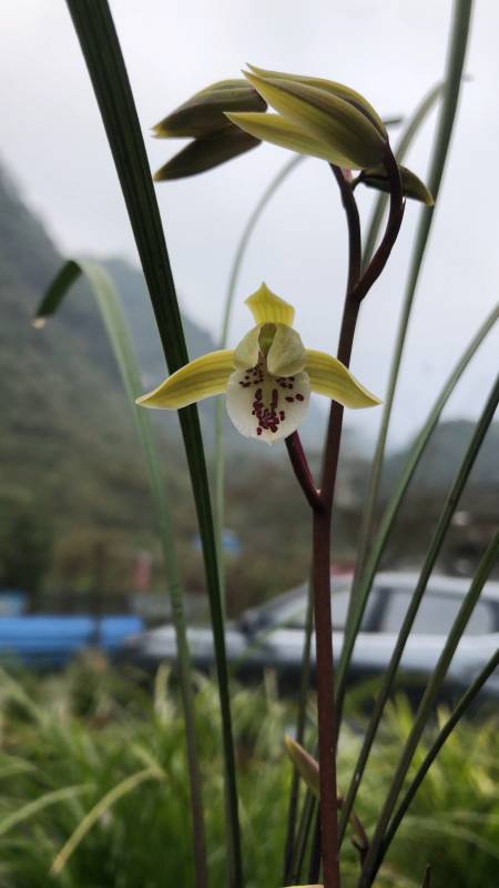 它的本名是   丘北冬蕙兰([图片]暂不支持查看图片)3爷爷本来能赢得