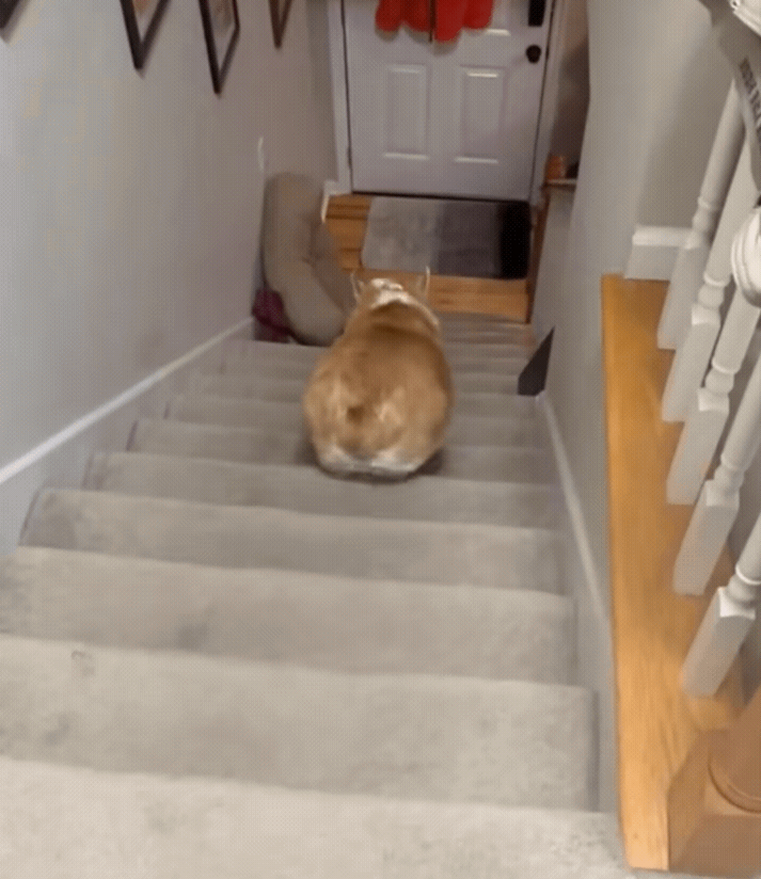 原来小柯基是这样下楼梯的![大笑]#搞笑# #狗狗