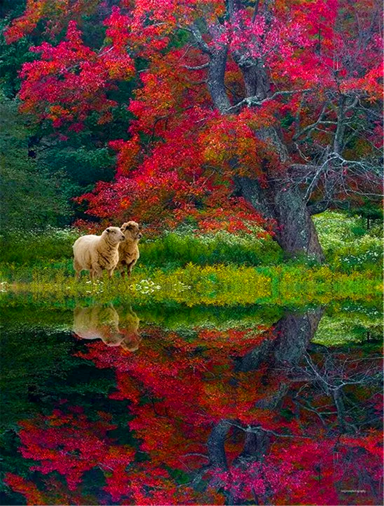 秋天秋色秋叶美如画