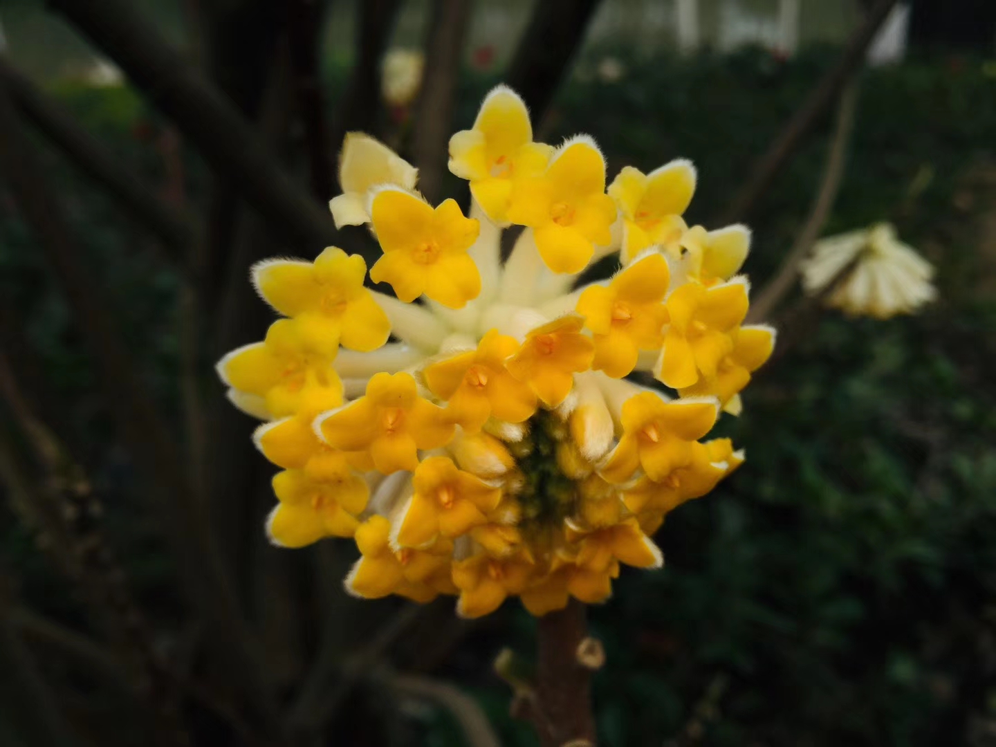 结香花图片高清图片