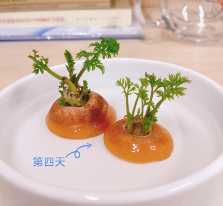 水培胡萝卜方法图片