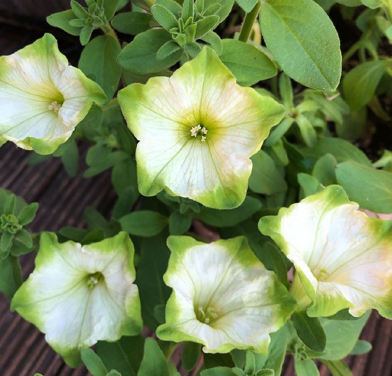 植物大赏|矮牵牛"绿美人"(奶油苏打水)  无性系矮牵牛的新品种"绿美人