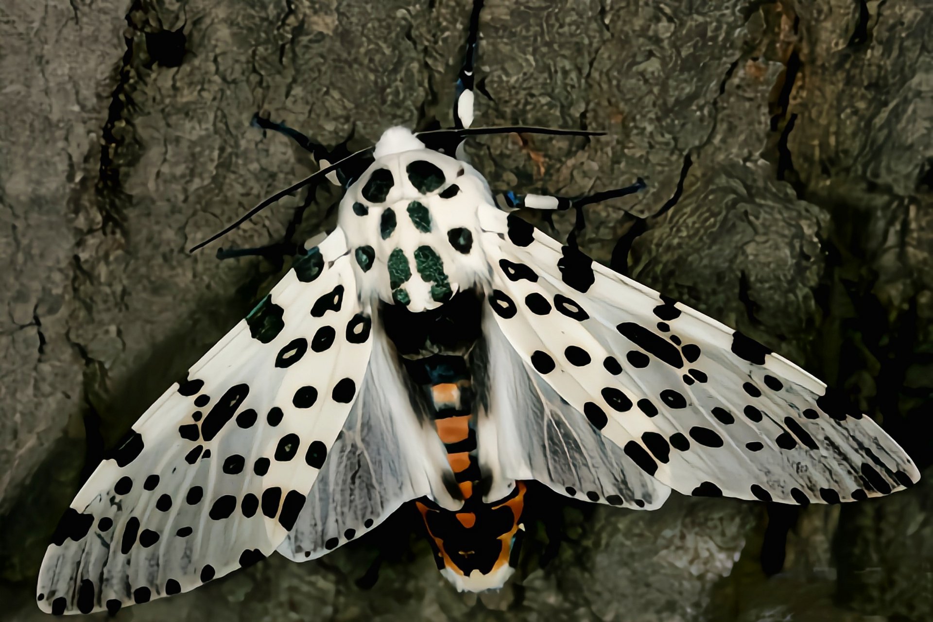 成蛾 翅展4-6厘米,头小,喙退化或无.