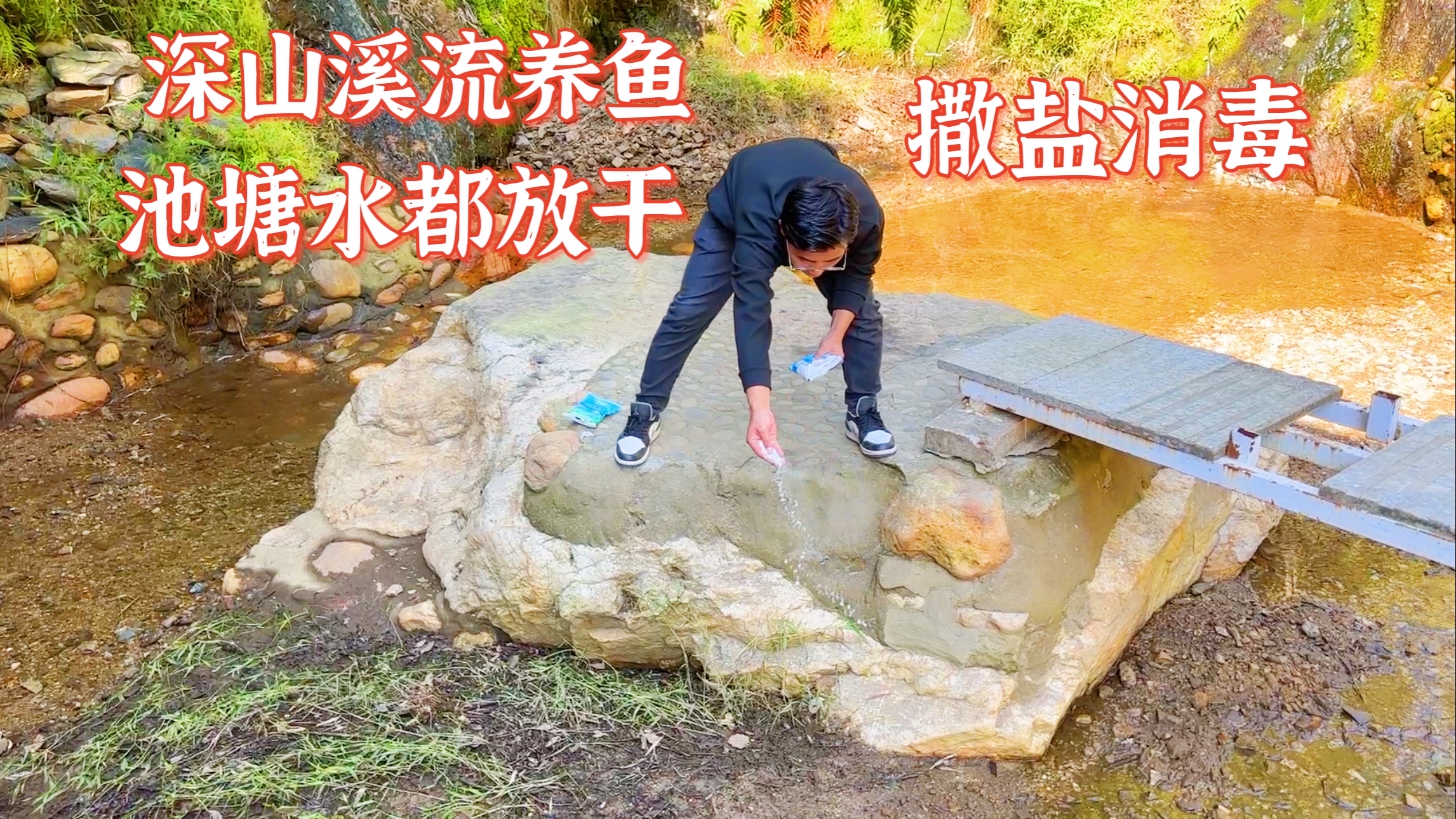 深山溪流养鱼第十天,鱼塘放干进行消毒。分水养鱼继续找问题