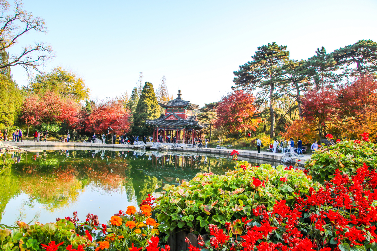 香山红叶红满天
