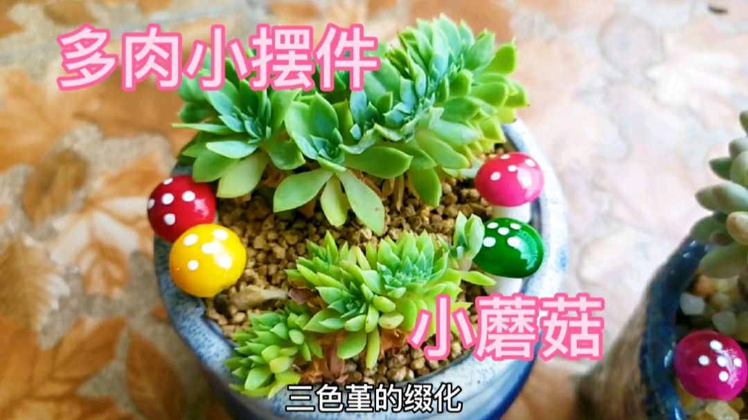 多肉的盆子上面摆上一些漂亮的小摆件,特别可爱,有喜欢的吗?