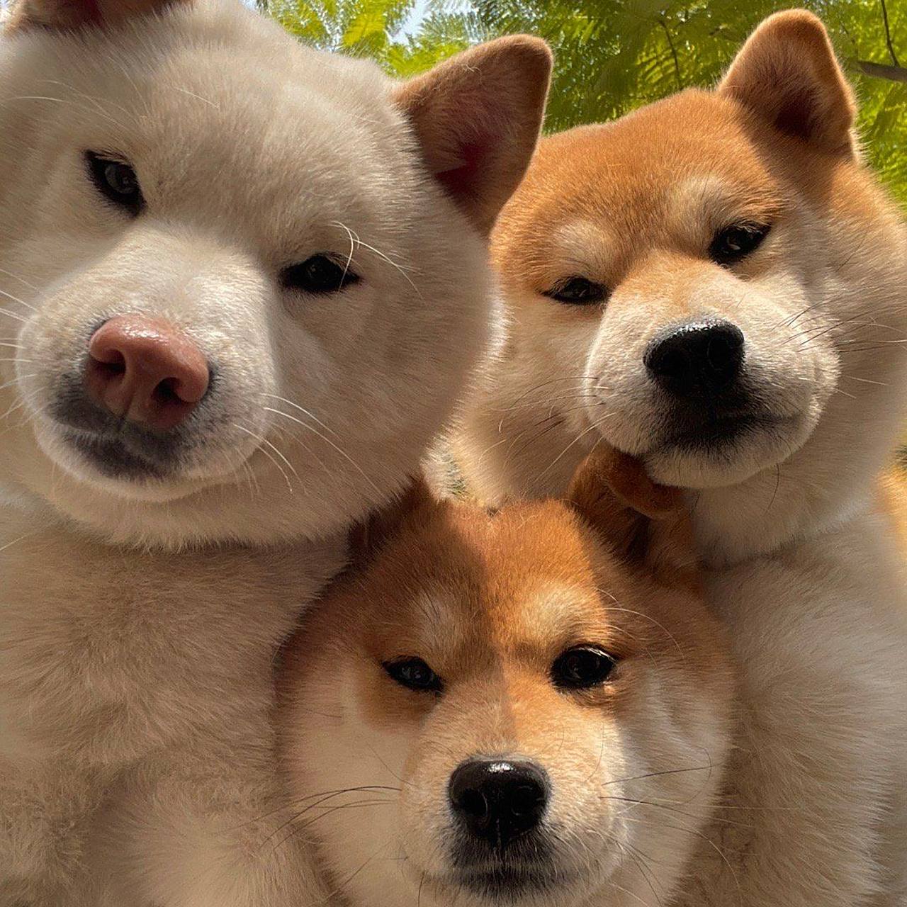 三个人的友谊很拥挤,三只狗也是[三哈]