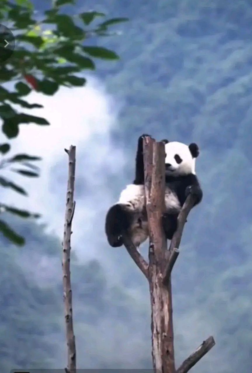 大熊猫高高自己跑回来图片