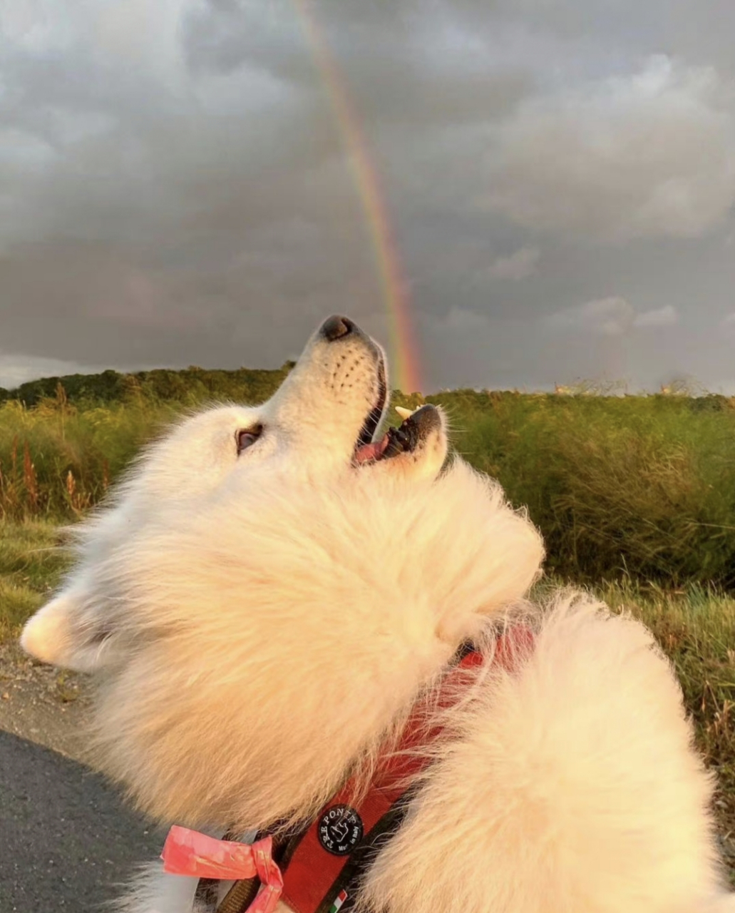 遇上彩虹,吃定彩虹!