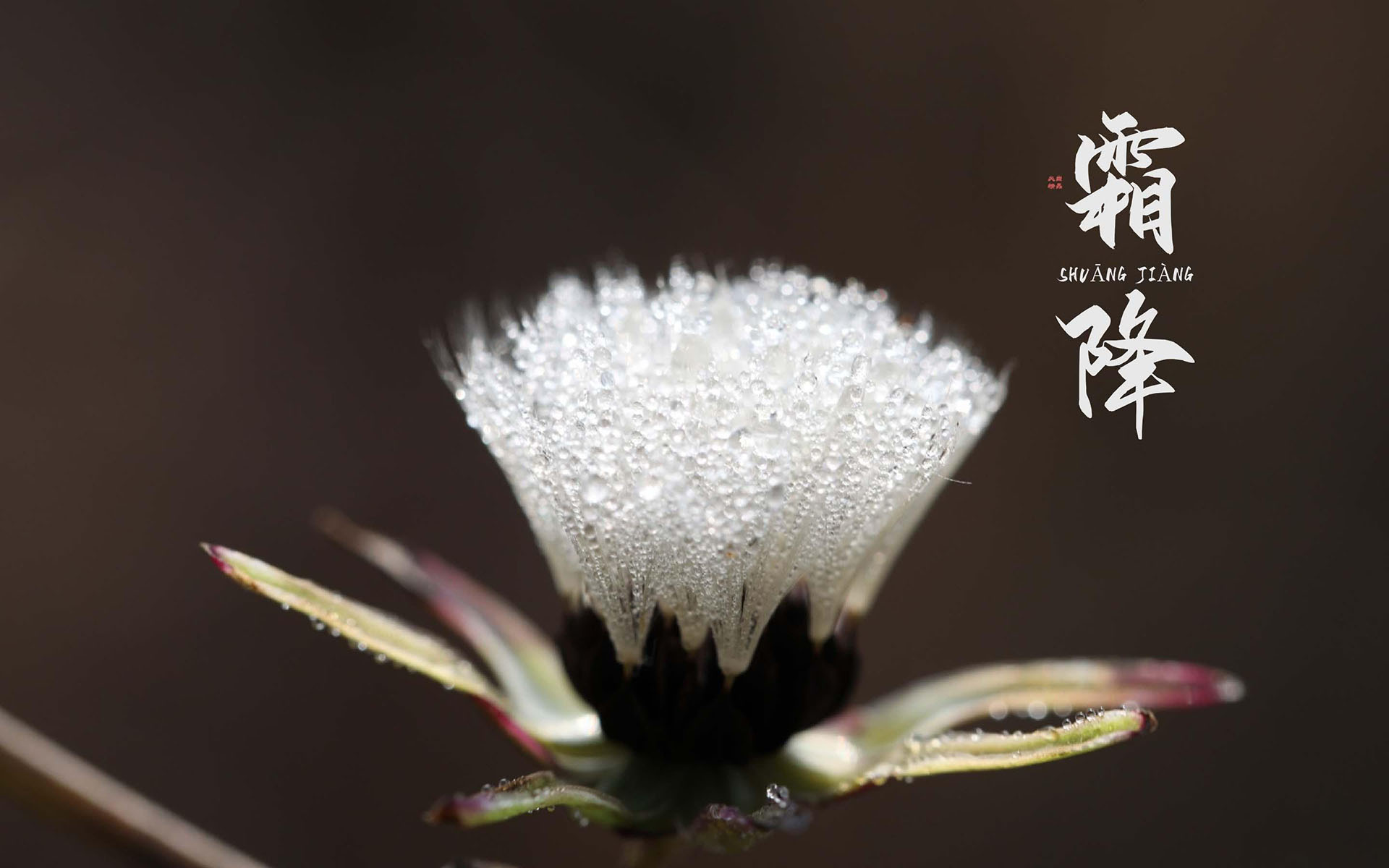 10月24日霜降