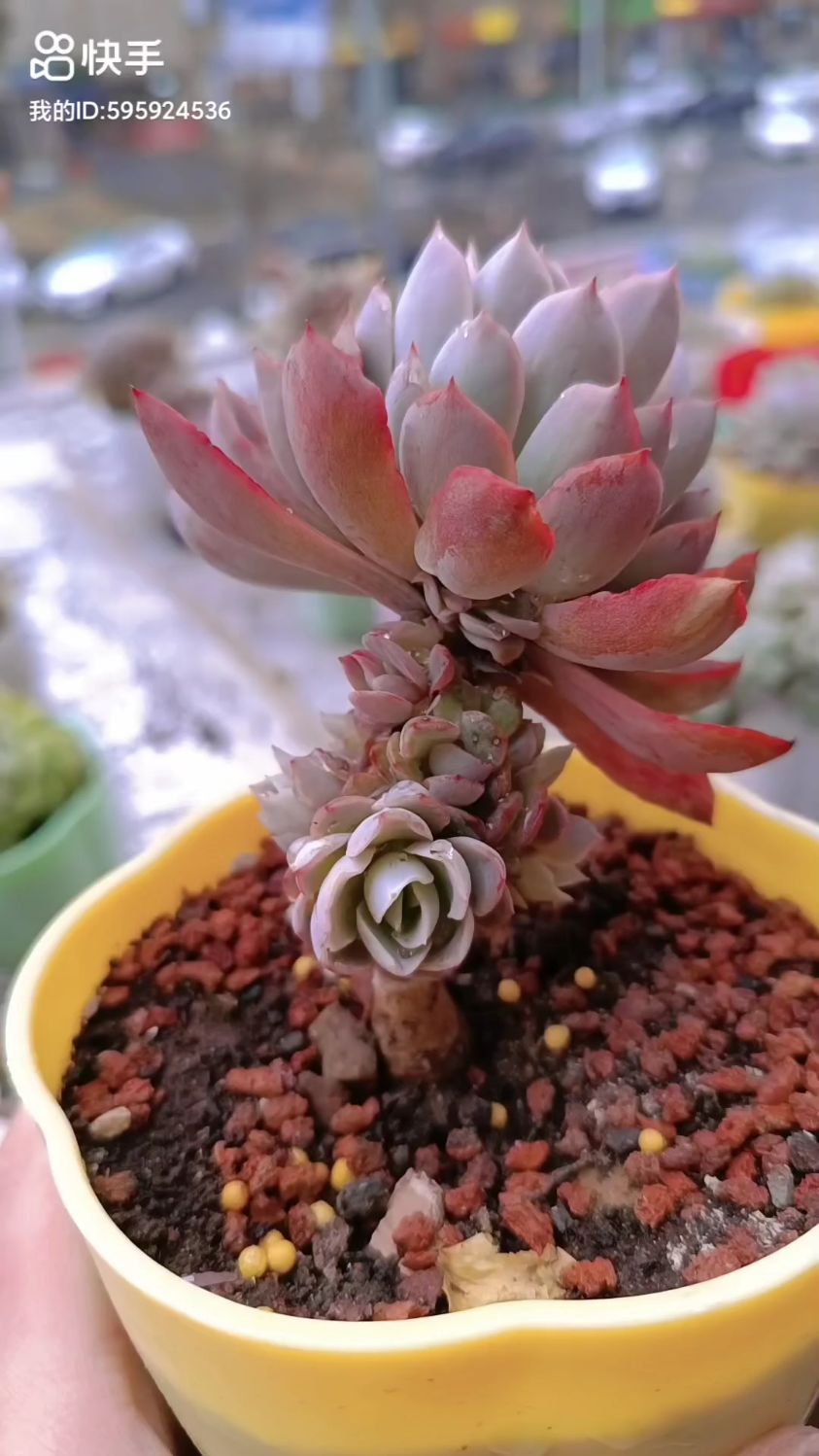 小多肉爆崽能力也超强,记录一棵紫罗兰女王