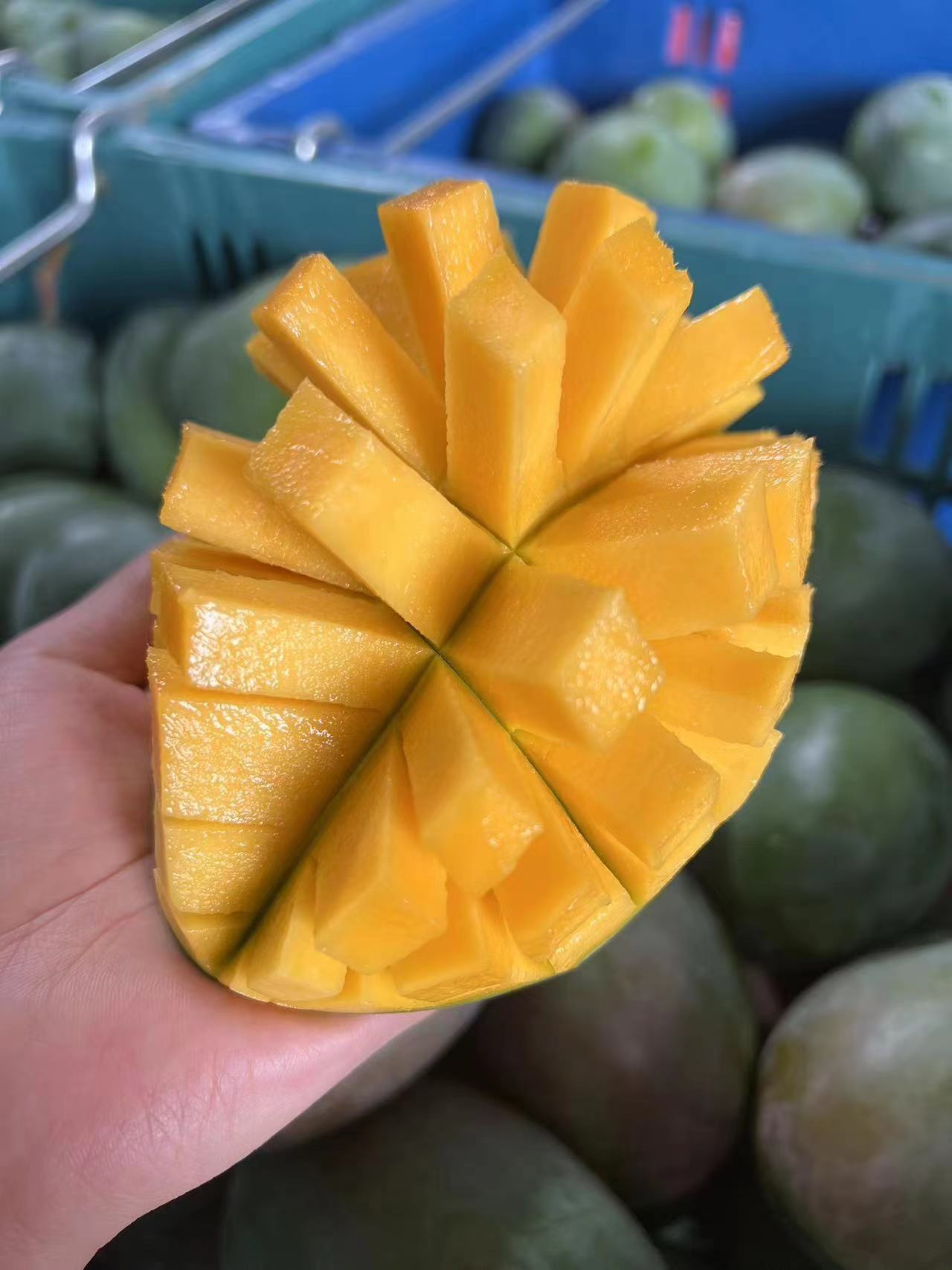 四川省著名水果,攀枝花凯特芒果.